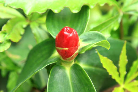 Torch gingerの写真素材