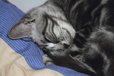 Catの写真素材