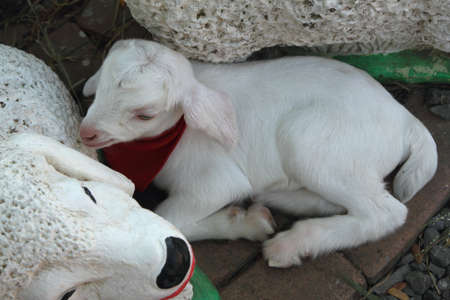 sheepの写真素材