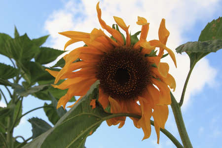 sunflowerの写真素材