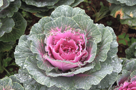 cabbage ornamental