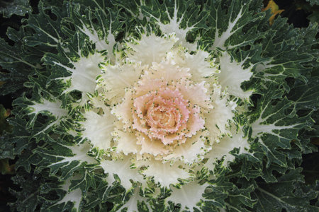 Ornamental cabbage