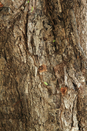 Bark