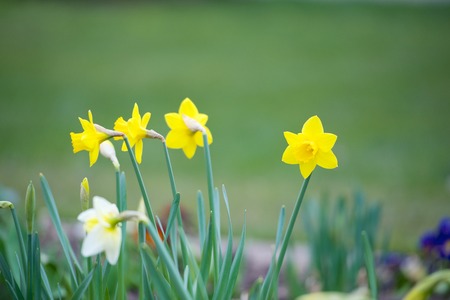 Yellow spring daffodil  narcissus  flower in a gardenの写真素材