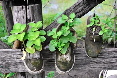 Herb growing in hanging old shoesの写真素材