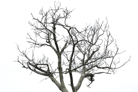 Dead tree on white backgroundの写真素材