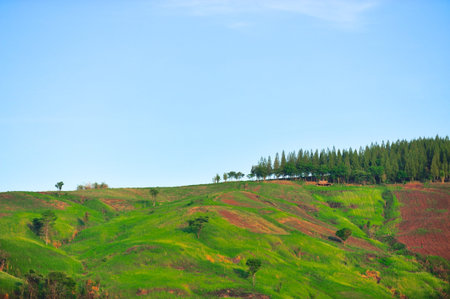Green landscape uphill at Khao Kho, Phetchabun, Thailand