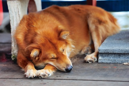 Dog sleepingの写真素材