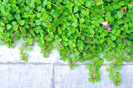 Malabar Melastome (Indian Rhododendron)の写真素材