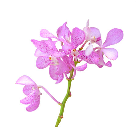 Branch of pink orchid isolated on white backgroundの写真素材