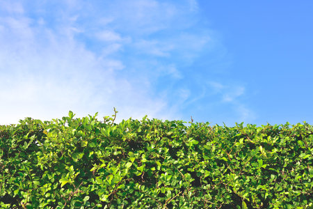 Green leaves wall of Fukien tea plant against blue sky