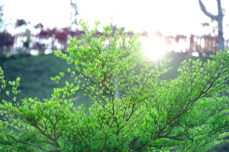 Sunlight shining through green leaves treetop Terminalia Ivorensis