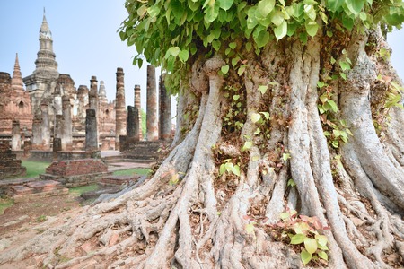 Braided roots of large Bodhi tree at Wat Mahathat Sukhothai Historical Park Sukhothai Thailandの写真素材