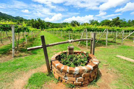 Old well on a vineyard backgroundの写真素材