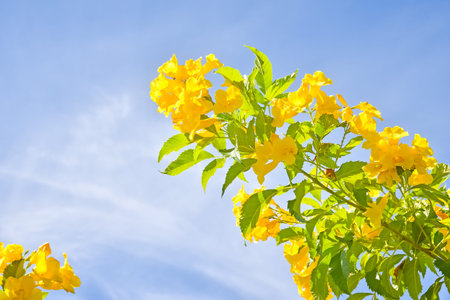 Yellow trumpetbush or Yellow elder, Trumpetbush, Yellow trumpet-flower against blue sky background