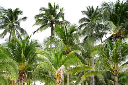 Coconut palm trees, beautiful tropical background