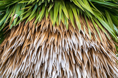 Cuban Petticoat Palm as a roofingの写真素材