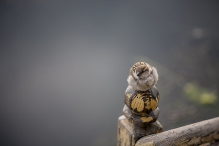 A bird sitting on a poleの写真素材