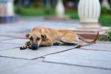 indian street dog