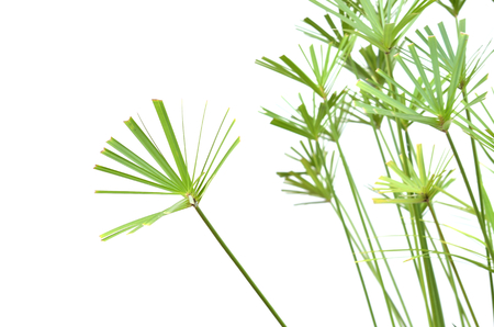 tree backgroundの写真素材