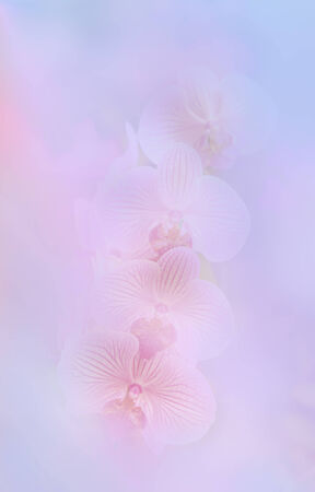 flower backgroundの写真素材