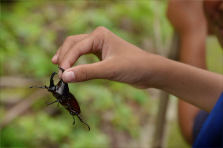 insectの写真素材