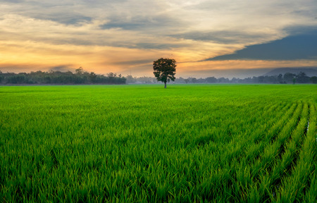 tree on grassの写真素材