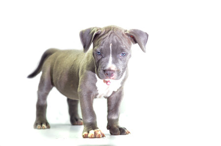 puppy pitbull dogの写真素材