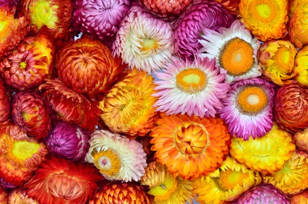 flower backgroundの写真素材