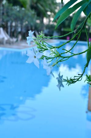 flowerの写真素材