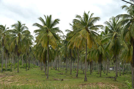 coconut treeの写真素材