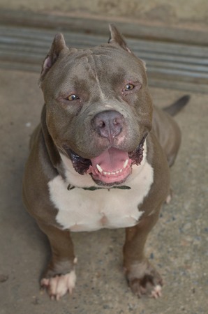pitbull dogの写真素材
