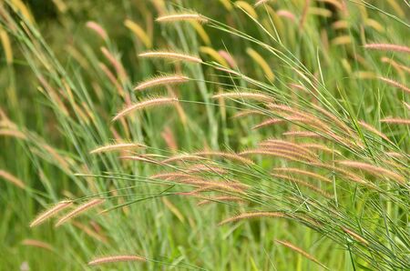 nature backgroundの写真素材
