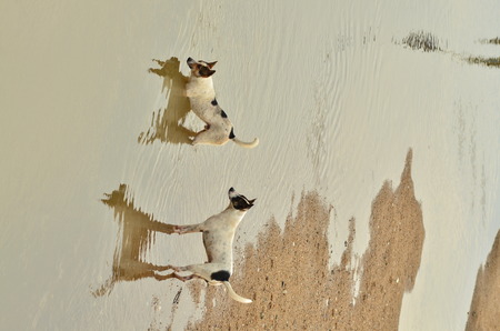 dogsの写真素材