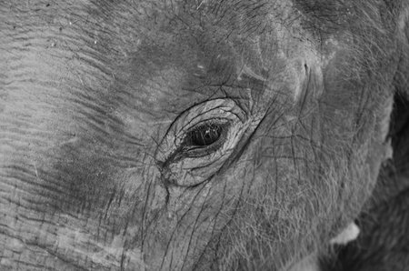 eye elephantの写真素材
