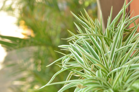 nature tree in garden