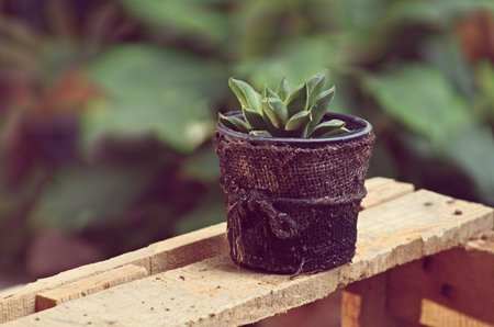 tree in gardenの写真素材