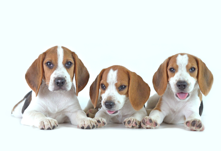 beagle dog familyの写真素材