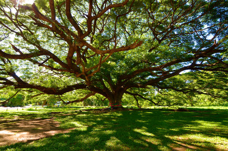 big treeの写真素材