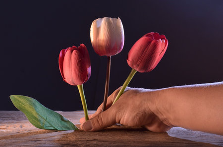 tulips plantの写真素材