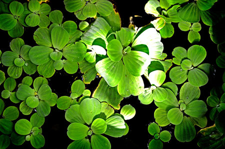 nature backgroundの写真素材