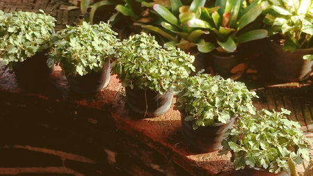 tree in gardenの写真素材