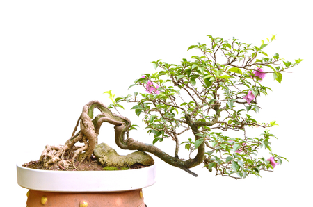 bonsai treeの写真素材