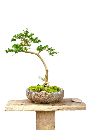 bonsai treeの写真素材