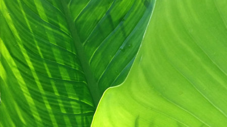 green nature background of shadow sunrise on tree leaves
