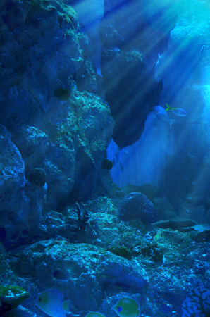 under water woldの写真素材