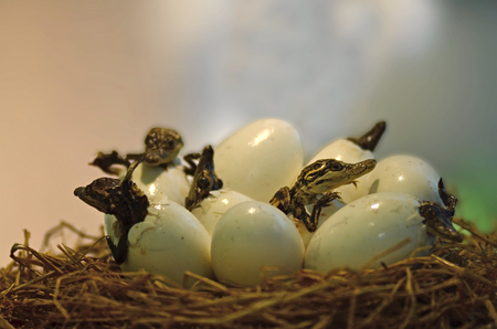 The crocodile was hatched from the egg to show visitors.の写真素材