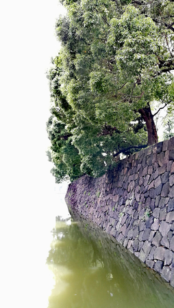 japan garden tree on space white backgroundの写真素材