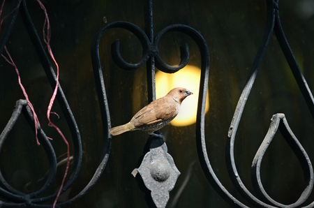 a young sparrow sits on a pipeの写真素材