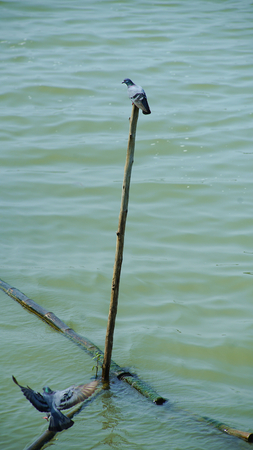 Birds life in Thailand riverの写真素材